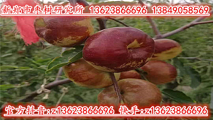 蟠枣3代